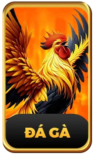 h19 đá gà